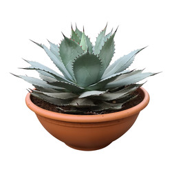 Agave ovatifolia "Emerald"