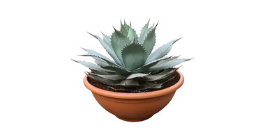 Agave ovatifolia "Emerald"