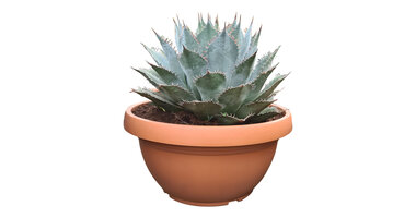 Agave parrasana