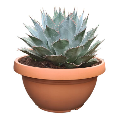 Agave parrasana