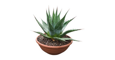 Agave montana