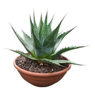 Agave montana