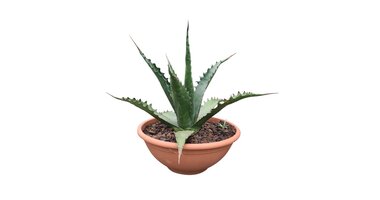 Agave gentryi Jaws