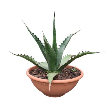 Agave gentryi Jaws
