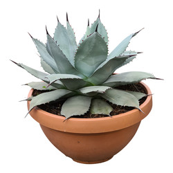 Agave blue Brian