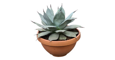 Agave blue Brian