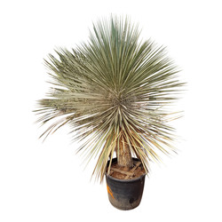 Yucca elata