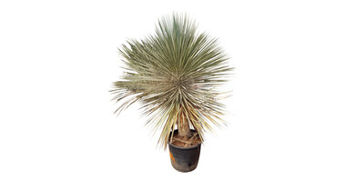 Yucca elata