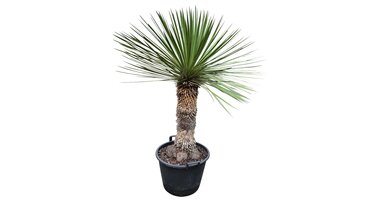 Yucca queretaroensis x filifera