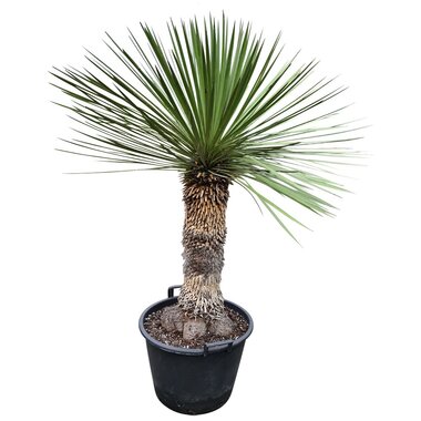 Yucca queretaroensis x filifera