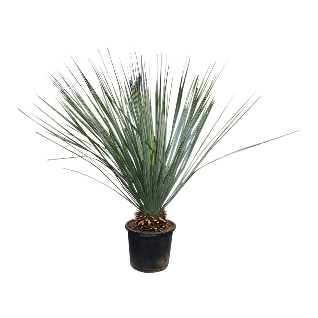 Dasylirion glaucophyllum 110-130 cm