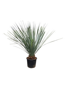  Dasylirion glaucophyllum 110-130 cm
