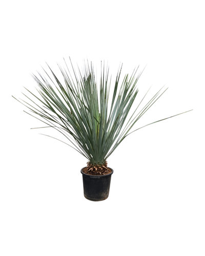  Dasylirion glaucophyllum 110-130 cm