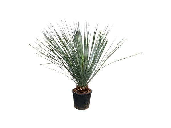 Dasylirion glaucophyllum 110-130 cm