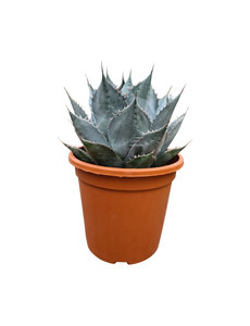  Agave parrasana (pot C-30)