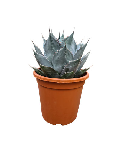  Agave parrasana (pot C-30)