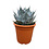 Agave parrasana (pot C-30)