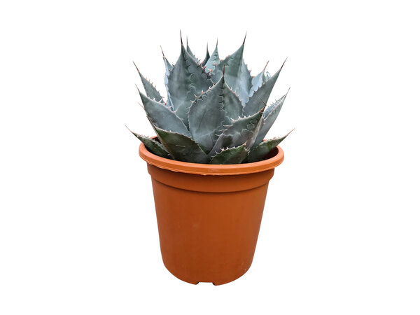 Agave parrasana (pot C-30)