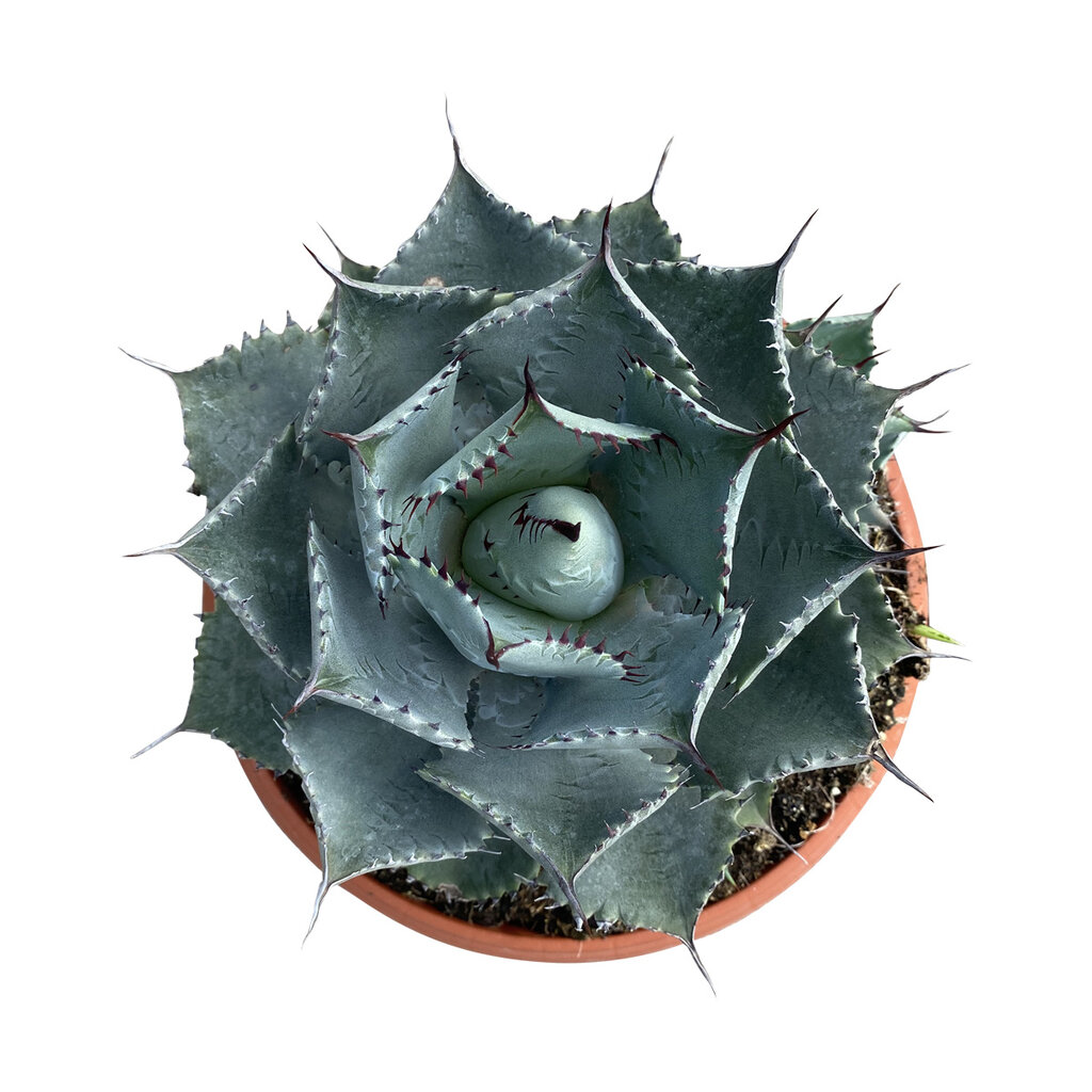 Agave parrasana (pot C-30)