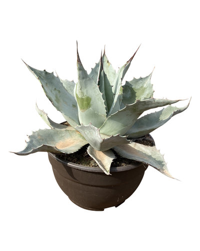  Agave ovatifolia "Iced Heart" (schaal 25 cm)