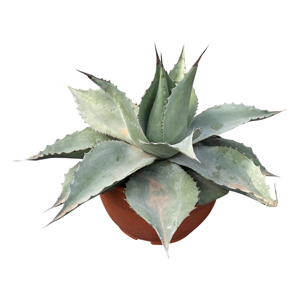 Agave ovatifolia "Whale Tongue" (schaal 25 cm)