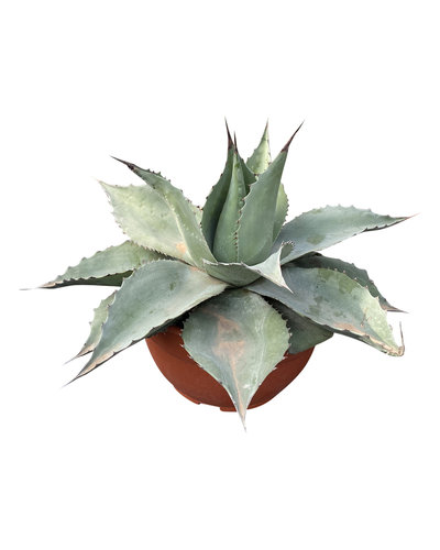  Agave ovatifolia "Whale Tongue" (schaal 25 cm)