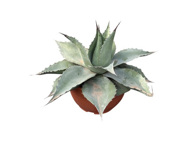 Agave ovatifolia "Whale Tongue" (schaal 25 cm)