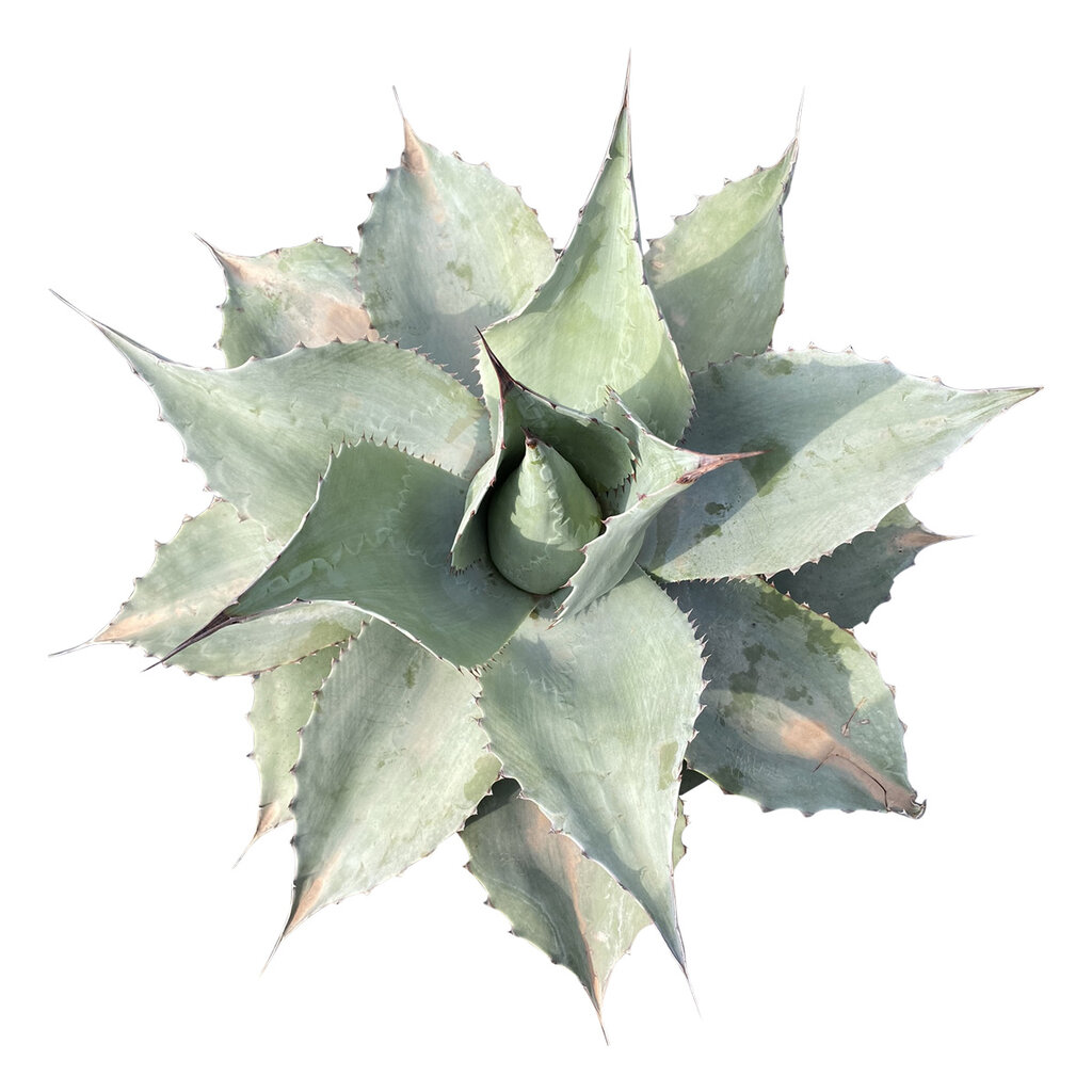 Agave ovatifolia "Whale Tongue" (schaal 25 cm)