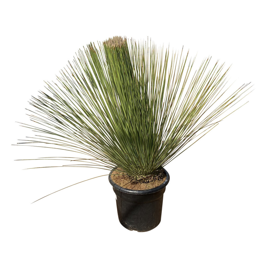Dasylirion longissimum (pot 45 liter)