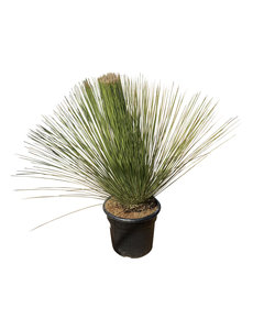 Dasylirion longissimum (pot 45 liter)