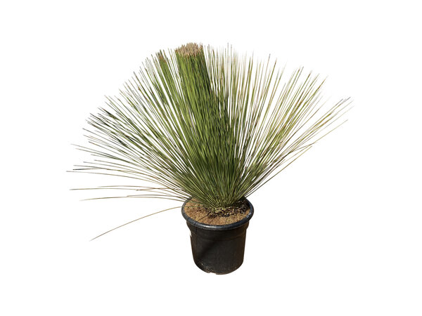Dasylirion longissimum (pot 45 liter)