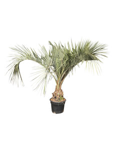 Butia capitata (stam 30-40 cm)