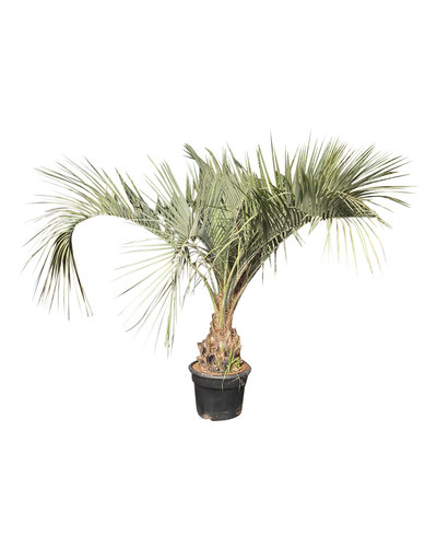 Butia capitata (stam 30-40 cm)
