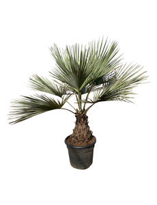Brahea armata stamhoogte 30-40 cm