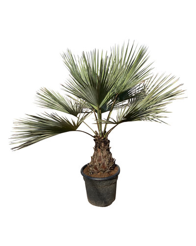 Brahea armata stamhoogte 30-40 cm