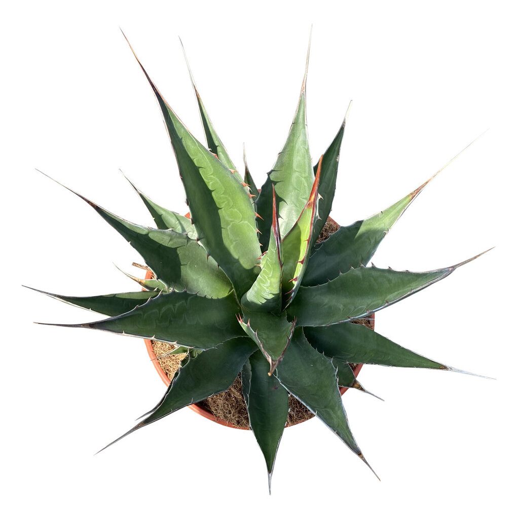 Agave montana (schaal 25 cm)
