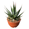  Agave montana (schaal 25 cm)