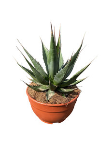  Agave montana (schaal 25 cm)