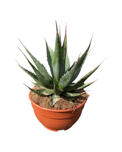  Agave montana (schaal 25 cm)