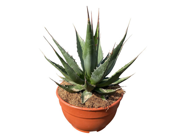 Agave montana (schaal 25 cm)