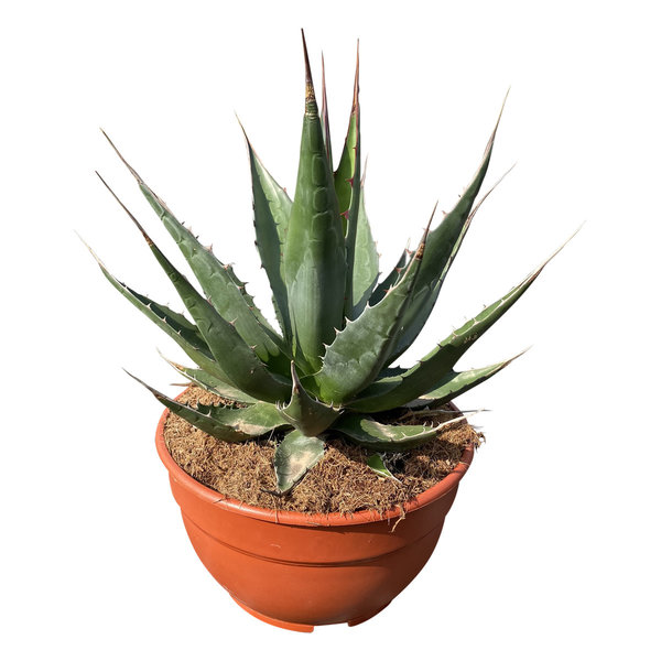 Agave montana (schaal 25 cm)