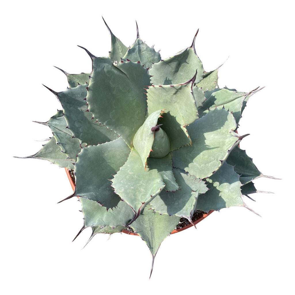 Agave ovatifolia "Emerald" (schaal 20 cm)