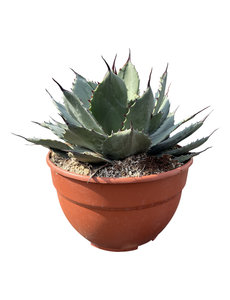  Agave ovatifolia "Emerald" (schaal 20 cm)