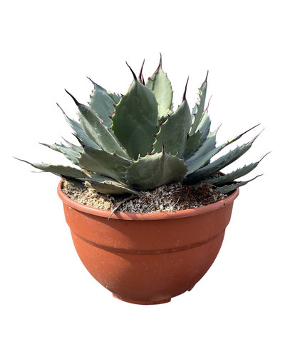  Agave ovatifolia "Emerald" (schaal 20 cm)