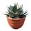 Agave ovatifolia "Emerald" (schaal 20 cm)