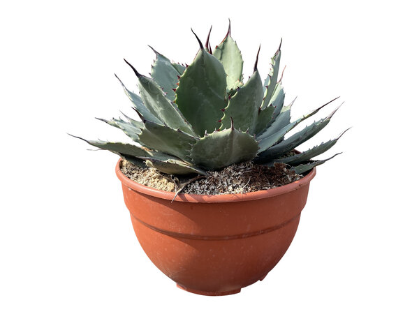 Agave ovatifolia "Emerald" (schaal 20 cm)