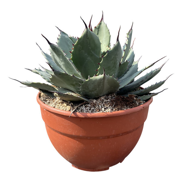 Agave ovatifolia "Emerald" (schaal 20 cm)