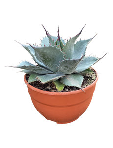  Agave Blue Brian (schaal 20 cm)