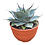 Agave Blue Brian (schaal 20 cm)