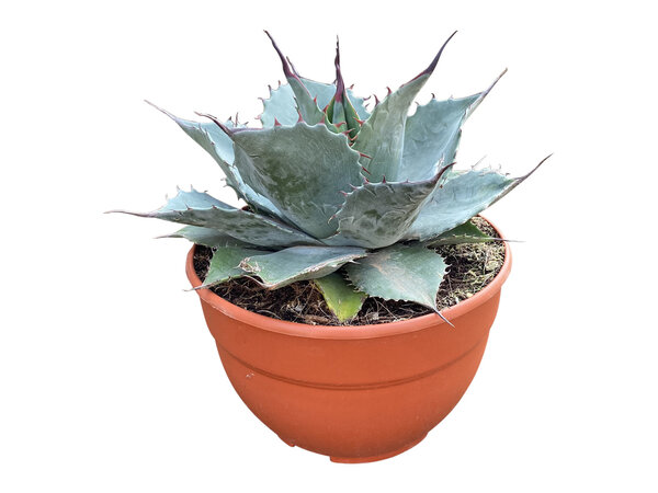 Agave Blue Brian (schaal 20 cm)